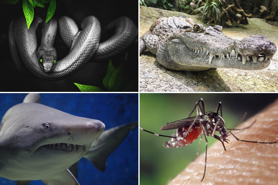 Top left (clockwise) features a snake, an alligator, mosquito, and a shark.