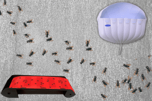 A composite image of flies and our Paraclipse products that are used to stop those flies from being a nuisance in your home or business.